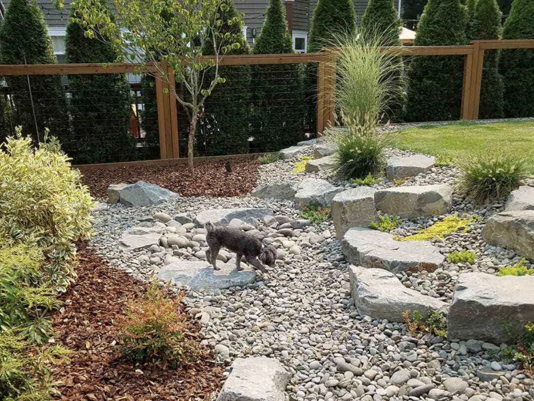 Dog exploring a pet-safe back yard.